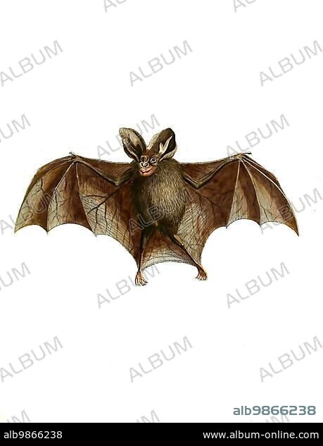 Mammals, Malayan or Lesser False Vampire, Vespertilio spasma, Megaderma spasma, Lesser false vampire bat, Historical, digitally restored reproduction of an original from 1860.