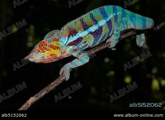 Panther chameleon (Furcifer pardalis), local form Ambanja, West Madagascar.
