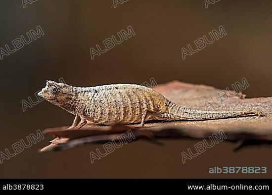 Earth Chameleon (Brookesia superciliaris), endemic, Anjozorobe National Park, Madagascar, Africa.