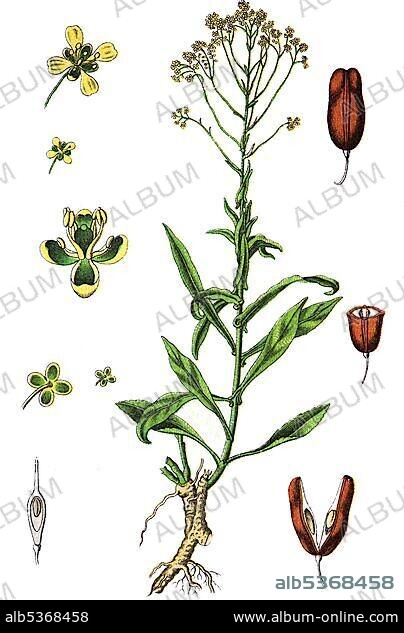 Woad (Isatis tinctoria), medicinal and useful plants, chromolithography, 1880.