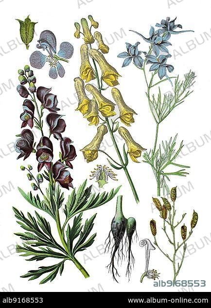 Wolf's wolfsbane also yellow wolfsbane, Aconitum lycoctonum (centre), Blue wolfsbane, Monk's cap, Fisherman's cap and Rider's cap, Poison hat and Storm hat, Venus's chariot and Venus's coach, Strangler and Goat's death, Aconitum napellus (left), forking larkspur (Consolida regalis) (delphinium), Field or Field larkspur, Syn. Delphinium consolida (right), Historic, digitally restored reproduction of a 19th century original.