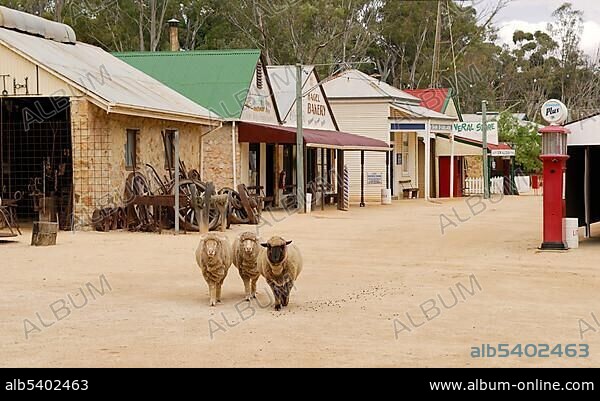 Sheep walking along a street within Loxton Historical Village, an open-air museum near Berri, South Australia, Australia, Oceania.