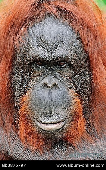 Bornean orangutan (Pongo pygmaeus), female, native to Borneo, captive, Germany, Europe.