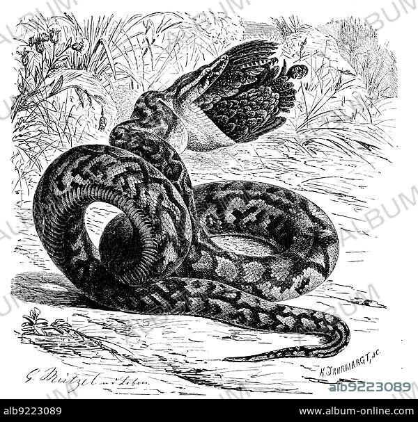 Reptiles, african rock python (Python sebae), also known as rock python, belongs to the python family, Historical, digitally restored reproduction from a 19th century original.