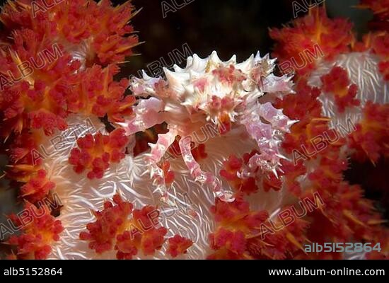 Soft coral crab (Hoplophrys oatesii).