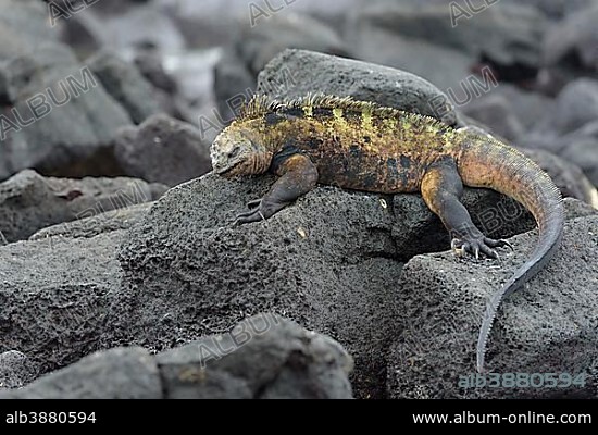 Galápagos marine iguana (Amblyrhynchus cristatus) lying on lava rock, Isabela Island, Galápagos, Ecuador, South America.
