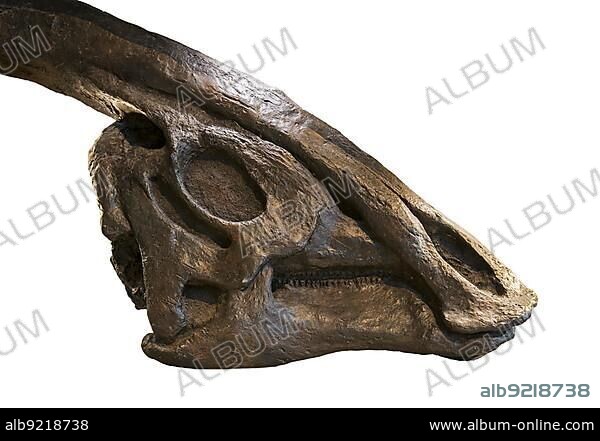 Fossilized dinosaur skull of Parasaurolophus walkeri against white background.