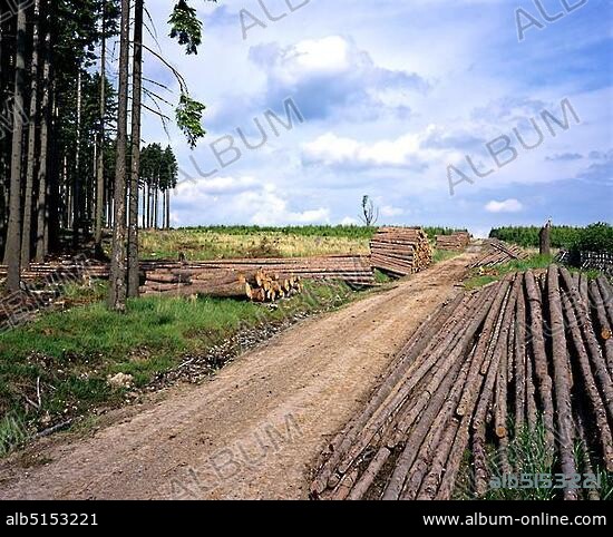 Spruce logs, lumber industry.