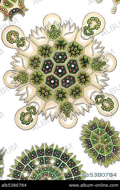 Historical book illustration, Table 34, Title Melethallia, Siphoneae, Family Hydrodictyea, Hydrodictyaceae, Name Pediastrum, 8/ Pediastrum elegans, from "Kunstformen der Natur" by Ernst Haeckel.