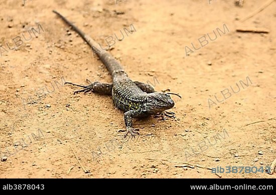 Tenerife Lizard (Gallotia galloti), endemic, Tenerife, Canary Islands, Spain, Europe.