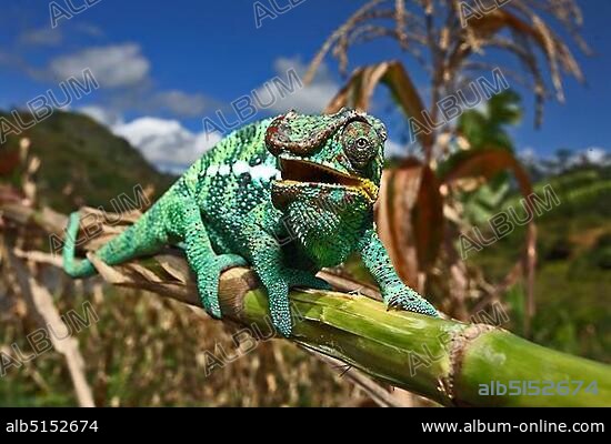 Panther Chameleon (Furcifer pardalis), Ambilobe, West Coast, Madagascar, Africa.