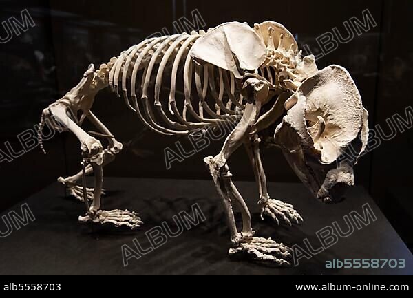 Skelett von Bao Bao aus dem Berliner Zoo, großer Panda (Ailuropoda melanoleuca), Naturkundemuseum, Museum für Naturkunde, Berlin, Deutschland.
