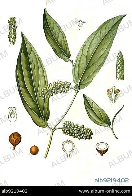 Medicinal plant, cubeb (Piper cubeba), cubeb pepper or stalk pepper, plant species from the genus pepper in the pepper family, Historical, digitally restored reproduction from a 19th century original.