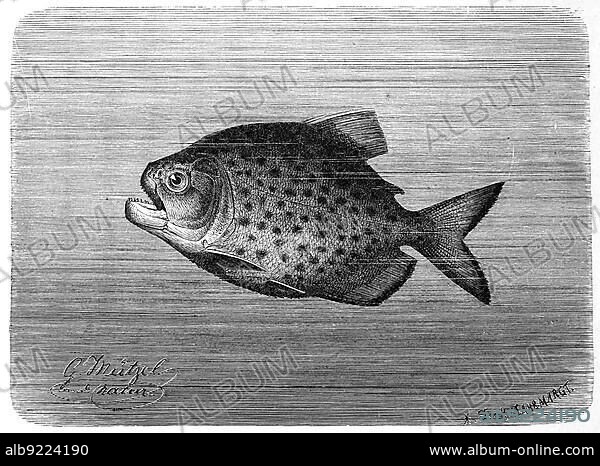 Fish, Piraya piraya, is the largest piranha (Pygocentrus) Historic, digitally restored reproduction from a 19th century original.