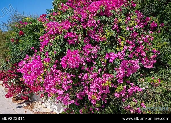 A large Bougainvillea (bougainvillea glabra) shrub flowering profusely in Cyprus.