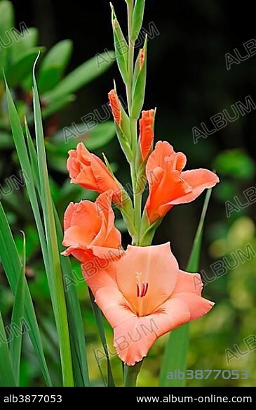 Gladiolus (Gladiolus hortulanus).