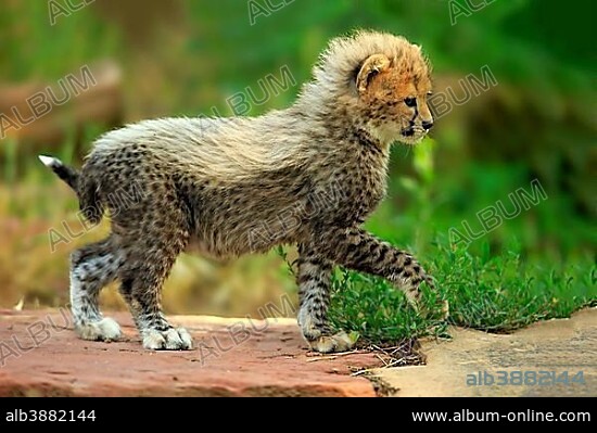Sudan Cheetah (Acinonyx jubatus soemmeringii), young animal running, seven weeks old, occurrence Sudan, captive.