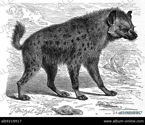 Spotted hyena (Crocuta crocuta) or spotted hyena, is a species of predator in the hyena family, Historic, digitally restored reproduction of a 19th century original, exact original date not known