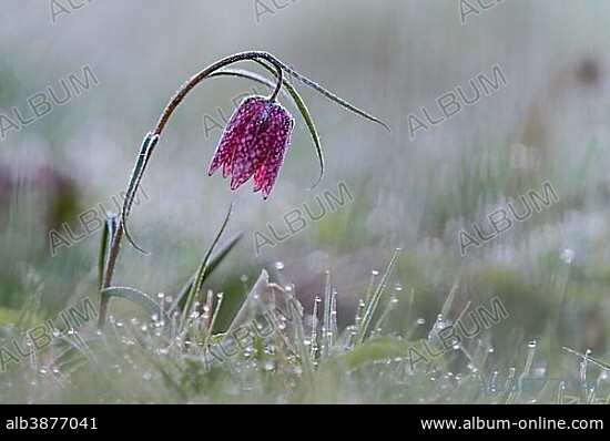 Purple Snake's head fritillary (Fritillaria meleagris) with hoar frost, Hesse, Germany, Europe.