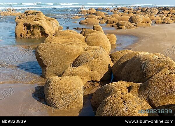 honeycomb worm (Sabellaria alveolata) reef; Mimid beach; Sidi Boufdail; Mirleft; Morocco; north Africa; Africa.