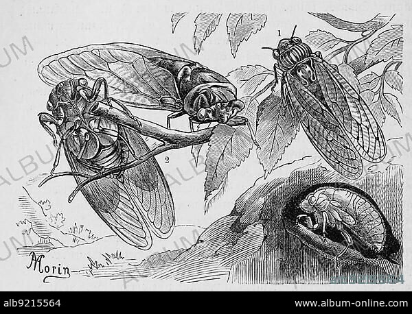 Insects, Mannacicada, cicada orni (orni), 2. common singing cicada, Tibicen plebejus, Historical, digitally restored reproduction from a 19th century original.
