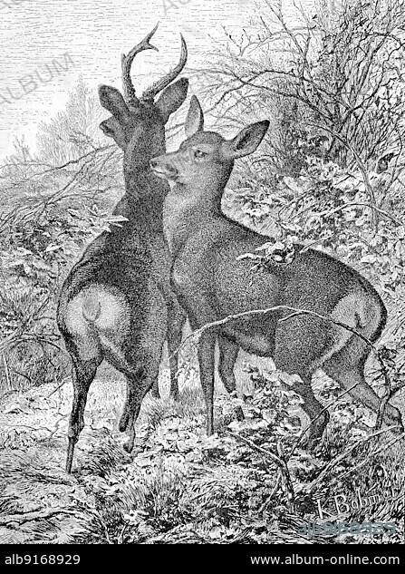Male buck and female doe, roe deer, in nature, Historic, digitally restored reproduction of an original 19th-century artwork, exact original date unknown.