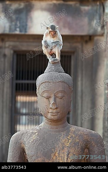 Macaque monkey (Macaca) sitting on top of an ancient Buddha statue at Phra Prang Sam Yot, the Khmer temple in the old town of Lopburi, Central Thailand, Asia.