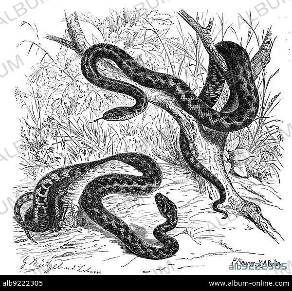 Reptiles, Dice snake (Natrix tessellata) is a non-poisonous Eurasian snake, harmless to humans, from the family of vipers and viperine snakes (Natrix maura), Viperine snake, also Viperine snake, Historical, digitally restored reproduction from a 19th century original.