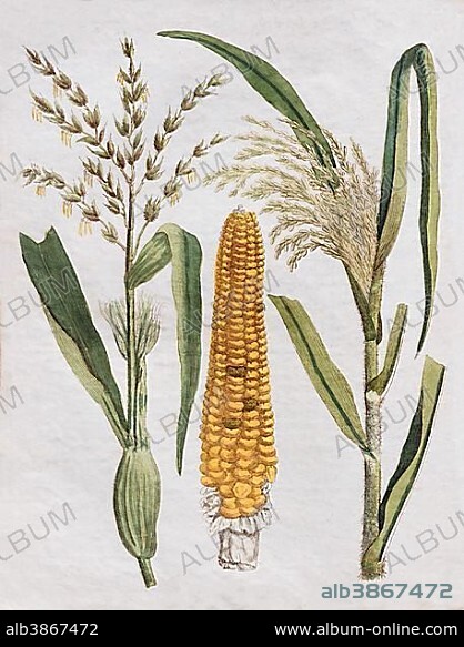Corn (Zea mays) and corn cob, handcoloured copper engraving, from Friedrich Justin Bertuch picture book for children, Weimar 1795.