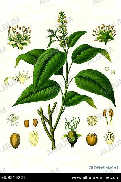 Medicinal plant, Croton tiglium or the Croton oil tree, Purgier tree is a species of plant in the genus Croton within the spurge family, Historic, digitally restored reproduction from a 19th century original.
