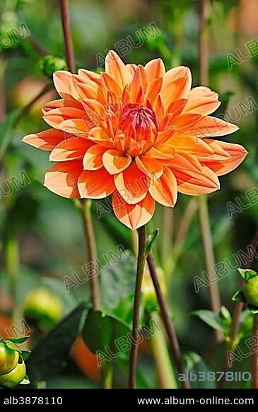 Dahlia Royal Diana (Dahlia sp.), flower.