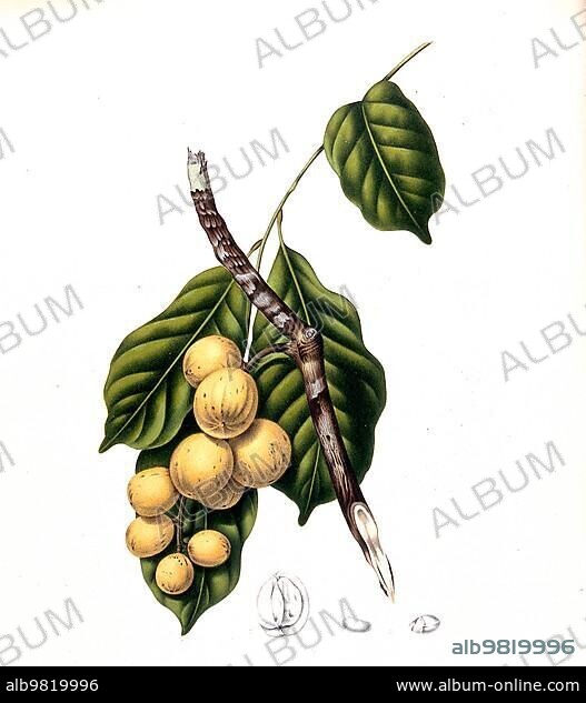 Lansium parasiticum (Lansium domesticum); is a species of plant from the mahogany family; Meliaceae. It probably originates from Malaysia and is hardly known in Europe; but its fruits are very popular in the Philippines; Thailand; Malaysia and Indonesia; Historic; digitally improved reproduction of an original from that time; Asia.