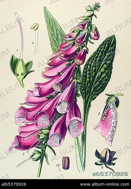Historical illustration, Foxglove (Digitalis purpurea), poisonous plant, medicinal plant.