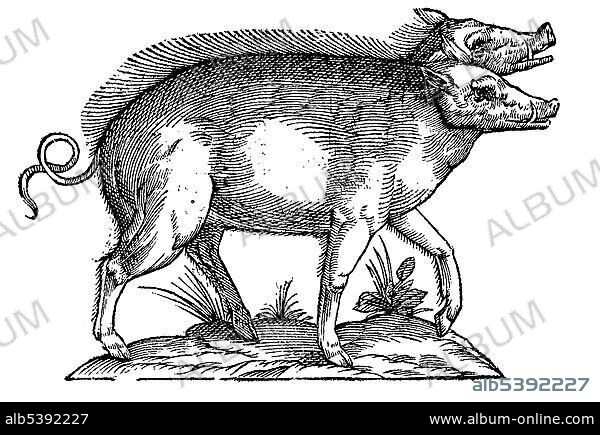 Woodcut, Sus biceps, two-headed pig, Aldrovandi, Historia Monstrorum, 1642, Renaissance.