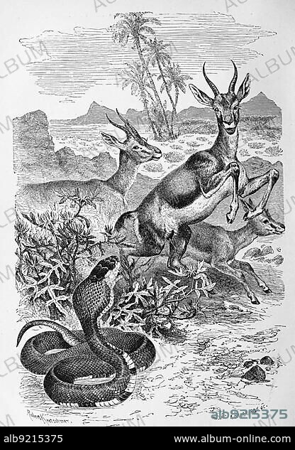 Reptiles, Uraeus snake belongs to the venomous snake family and is also called Egyptian cobra (Naja haje), Historical, digitally restored reproduction from a 19th century original.