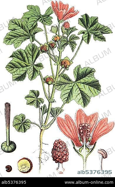 Common mallow, tall mallow (Malva sylvestris), medicinal and useful plants, chromolithography, 1880.