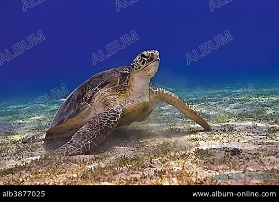 Green Turtle or Green Sea Turtle (Chelonia mydas), Red Sea, Egypt, Africa.