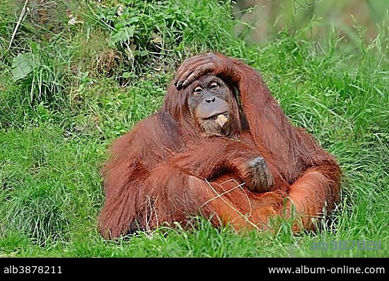 Sumatran Orangutan (Pongo pygmaeus abelii, Pongo abelii) lying on a meadow, occurrence on Sumatra in Indonesia, captive, Germany, Europe.