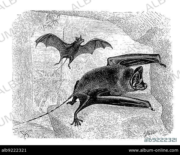 Greater mouse-tailed bat (Rhinopoma) microphyllum, a species of bat in the Rhinopomatidae family, digitally restored reproduction of an original from the 19th century, exact original date unknown.