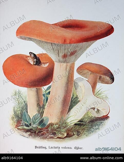 Mushroom, Brätling, Milchbrätling, Brot- or also Birnen-Milchling (Lactarius) volemus or Lactaria volema, Historic, digitally restored reproduction of an illustration by Emil Doerstling (1859-1940).