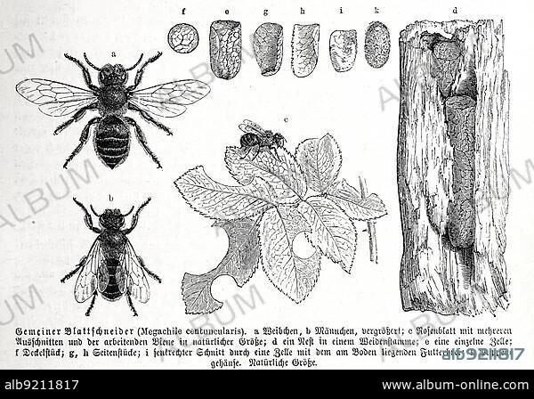 Insects, Common patchwork leafcutter bee (Megachile centuncularis) is a species of mortar and leafcutter bee, Historical, digitally restored reproduction from a 19th century original.