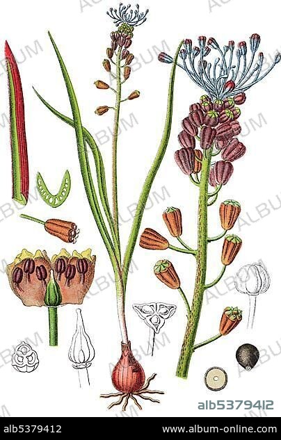 Tassel or Grape Hyacinth (Muscari comosum), medicinal plant, useful plant, chromolithograph, 1876.