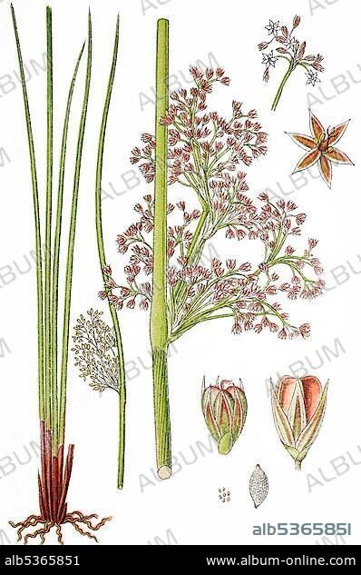 Soft rush (Juncus effusus), medicinal plant, useful plant, chromolithograph, 1876.