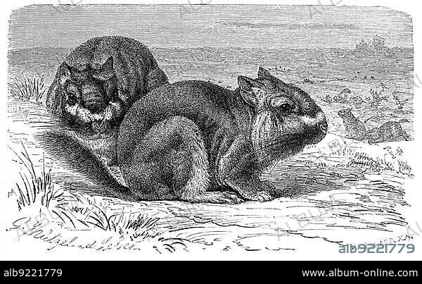 Plains viscacha (Lagostomus maximus), called plains viscacha, is a species of rodent (Chinchillidae) in the family, plains viscacha or plains vizcacha, is a species of viscacha, a rodent in the family Chinchillidae, Historic, digitally restored reproduction of a 19th century original, exact original date unknown.