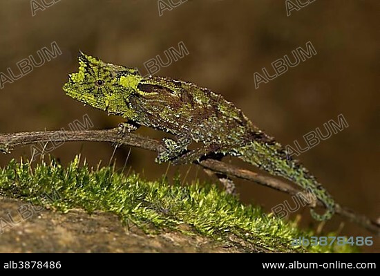 Iaraka river leaf chameleon (Brookesia vadoni), male, extremely rare, in the rainforest of Marojejy National Park, northeast of Madagascar, Madagascar, Africa.
