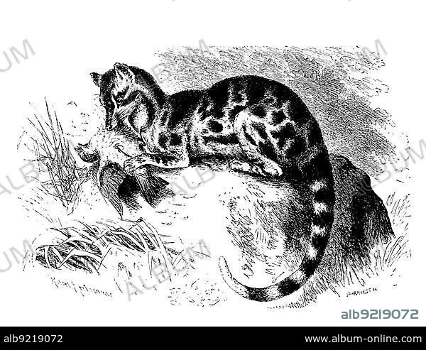 Spotted linsang (Prionodon pardicolor), a predatory species from the linsang family living in Southeast Asia, digitally restored reproduction of an original from the 19th century, exact original date not known.
