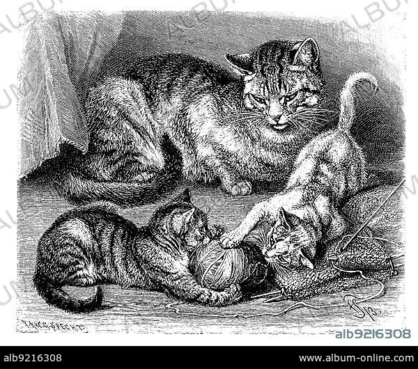 Domestic cat, Felis maniculata domestica, digitally restored reproduction of a 19th century original, exact original date not known.