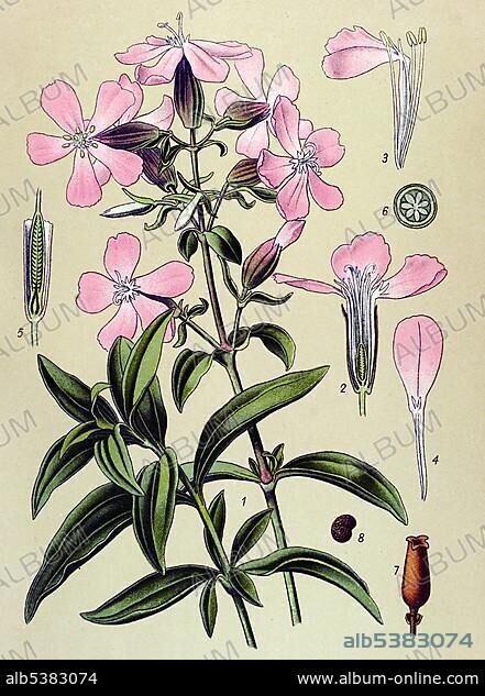Historic illustration, Common Soapwort (Saponaria officinalis), natural medicine, poisonous plant, medicinal plant.