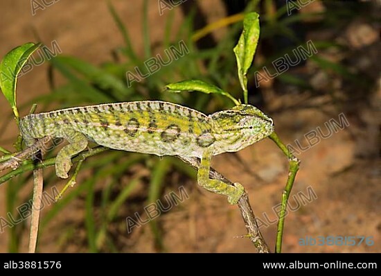 Carpet Chameleon (Furcifer lateralis), male, Madagsacar.