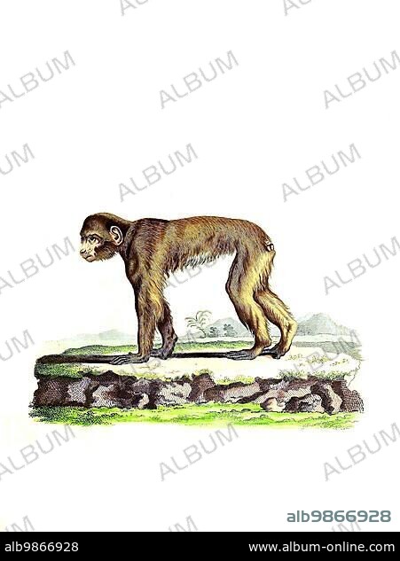 Mammals, Barbary macaque, Simia pithecus, Historical, digitally restored reproduction of an original from 1860.
